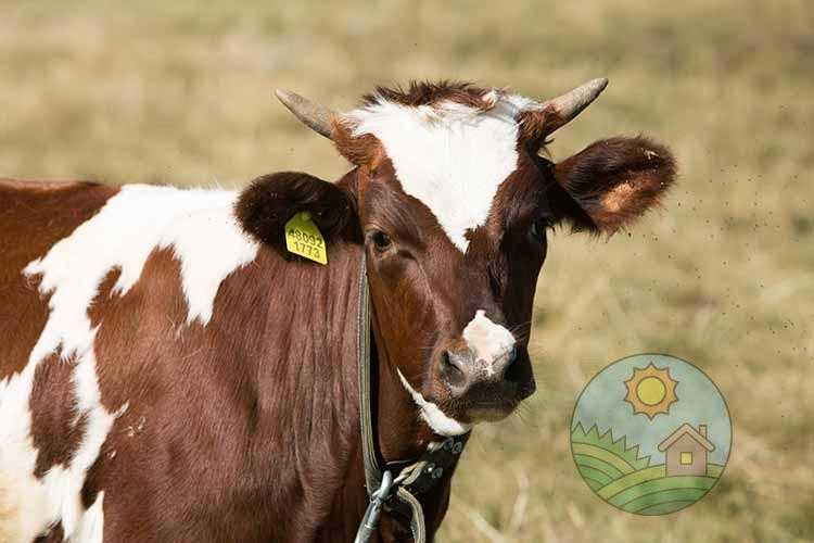 Айрширская порода коров: характеристика, достоинства и недостатки, отзывы
