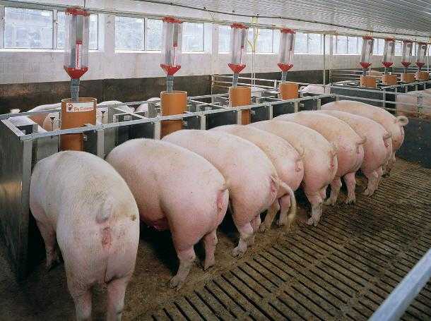 Какие добавки давать для быстрого роста свиней?