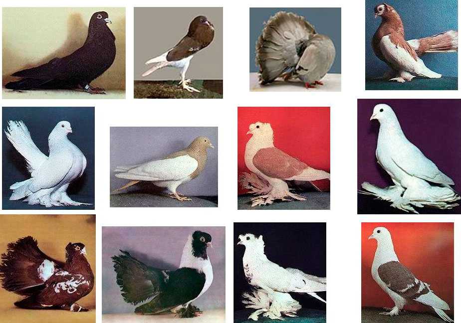 Обзор и фото веероносных венценосных голубей