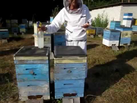 Бипин-т (ампулы) для пчел | отзывы о применении препаратов для животных от ветеринаров и заводчиков