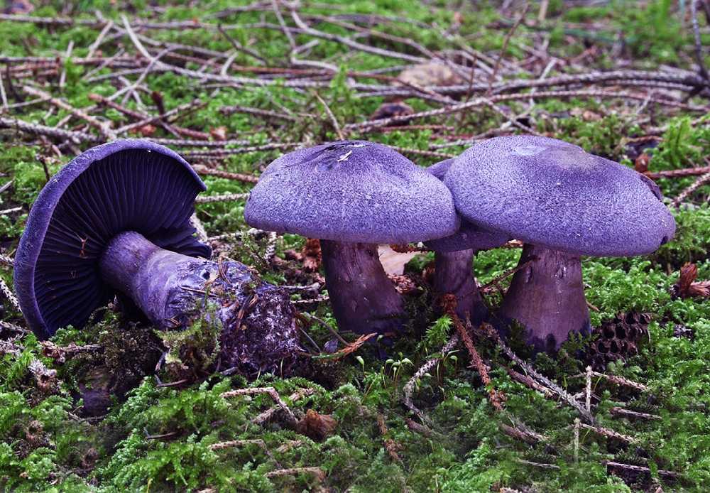 Опасный двойник шампиньона: название ложного гриба, фото и описание