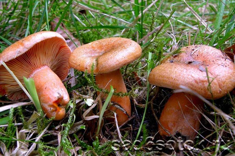 Рассказ про грибы рыжики для детей