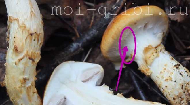 Лепиота коричнево-красная или гриб зонтик чешуйчатый (lepiota brunneoincarnata): фото, описание и признаки отравления