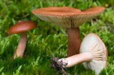 Груздь дубовый — описание, где растет, ядовитость гриба