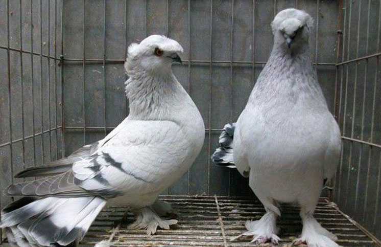 Бойные голуби (17 фото): ленинаканские и таджикские породы, чебаркульские и иранские разновидности, названия распространенных в россии видов, моздокские и кавказские птицы
