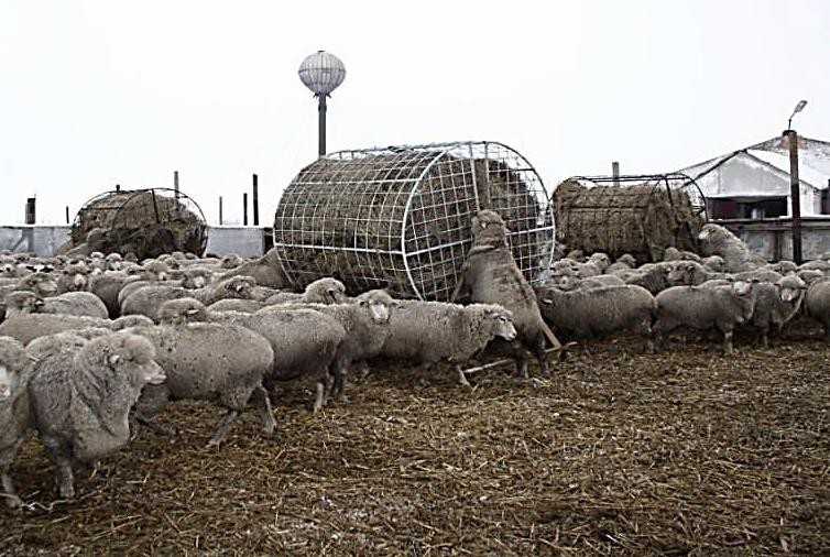 Разведение овец и баранов в домашних условиях — рекомендации для начинающих