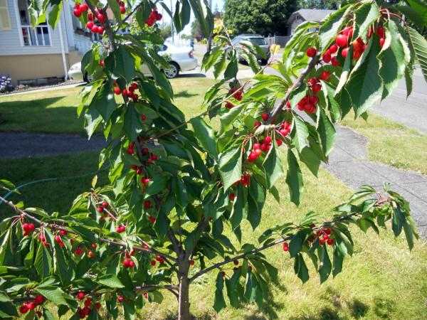 Сорт черешни Чермашная: виды и ее особенности, как выращивать и посадить. Как уберечь ягоды и дерево от вредителей.