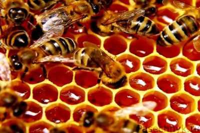 Весенняя подкормка пчел: рецепты приготовления