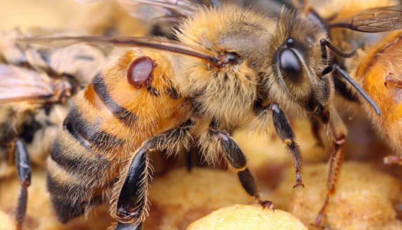 Апимакс инструкция по применению для пчел отзывы пчеловодов - скороспел