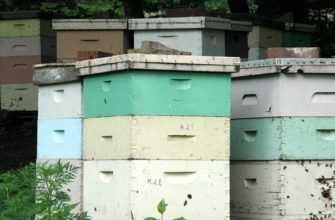 Рогатый улей михаила паливоды: методы содержания пчёл в нем, чертежи изготовления