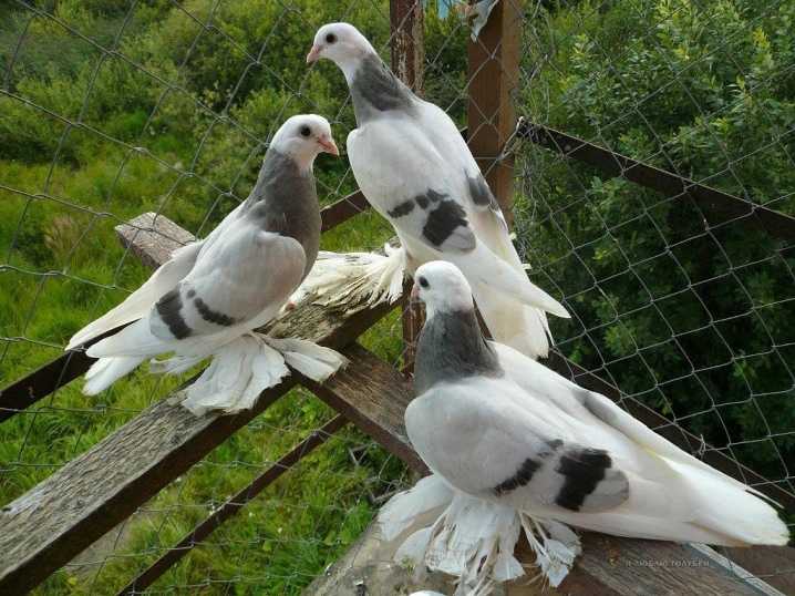 Иранские голуби: бойные, головатые, щекатые подвиды породы