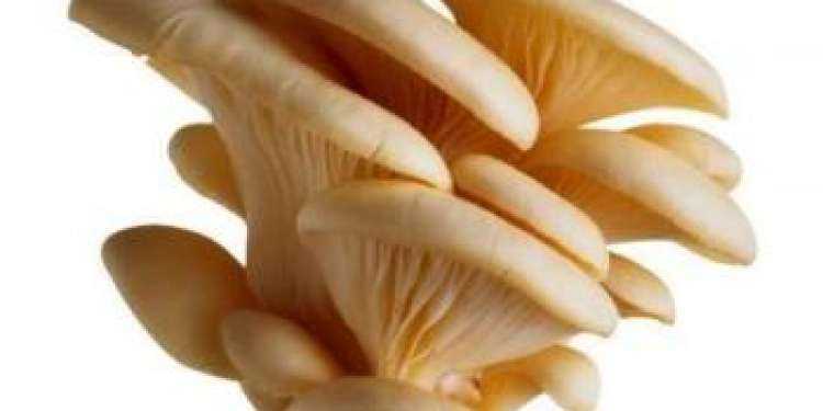 Вёшенки: польза и вред грибов