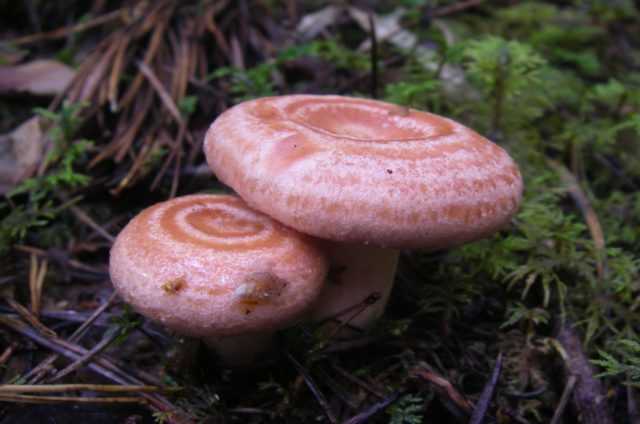 Как отличить рыжики от других видов грибов