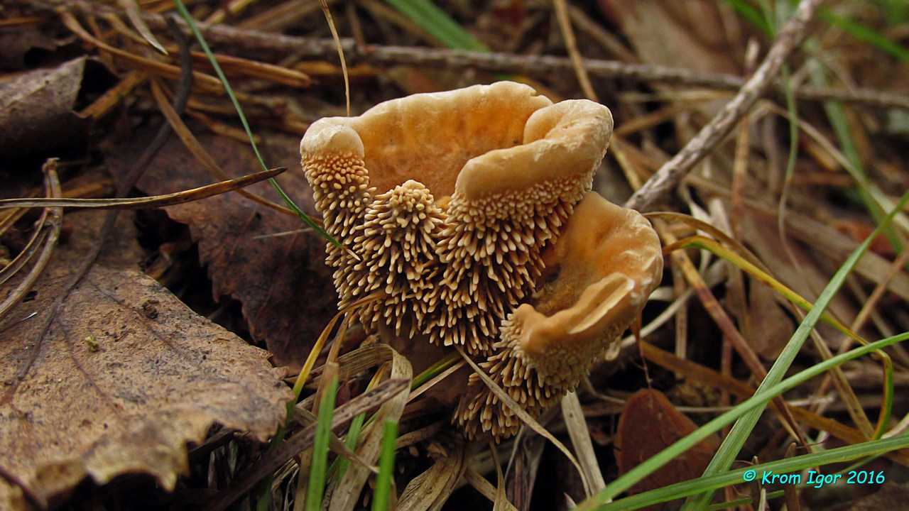 Гиднеллум пека - описание, где растет, ядовитость гриба