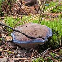 Гиднеллум голубой: описание вида и где растет, фото