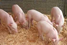 Действие и преимущество препаратов с бактериями для свиней и других домашних животных
