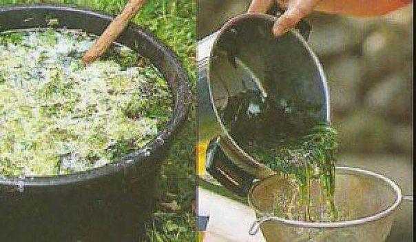 Удобрение из крапивы, как приготовить и применять
