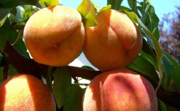 Загадочный сорт персика воронежский кустовой: что о нём говорят | топфазенда