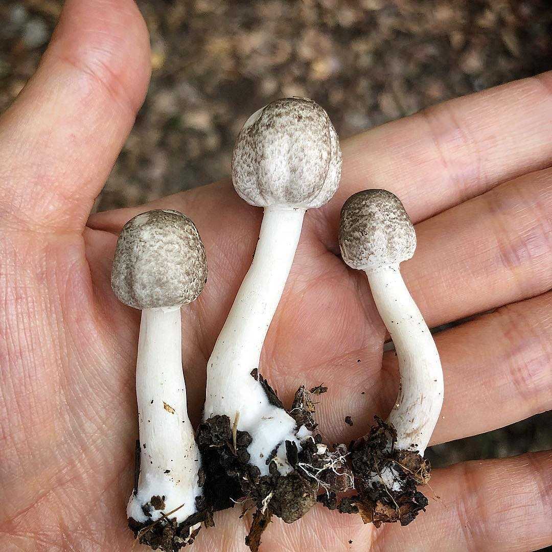 Отравление грибами