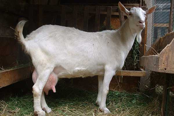 Тоггенбургская порода коз: описание и характеристики