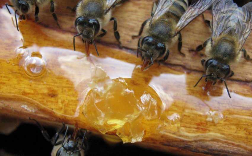 Значение осенней подкормки для пчел. В какие месяцы дают насекомым дополнительный корм. Какие виды корма, и в каком количестве использовать. Правила подкормки пчел осенью.