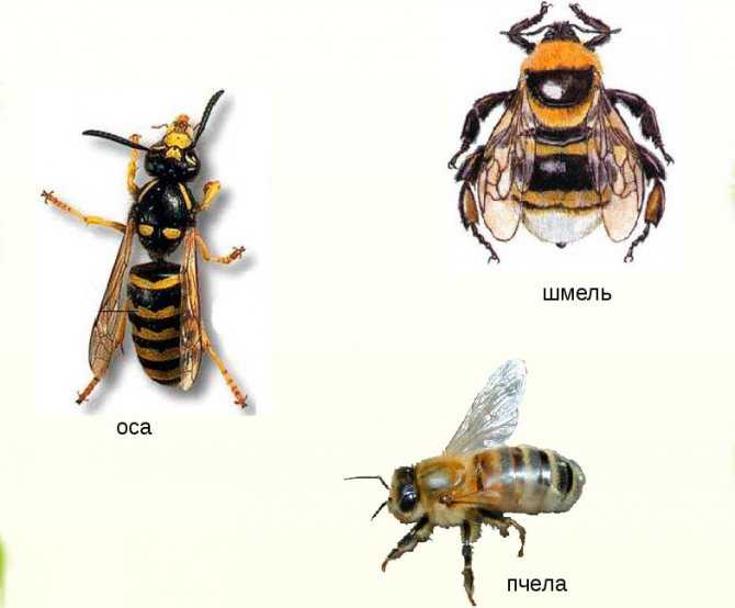 Отличия и сходства осы, пчелы, и шмеля, делают ли осы и шмели мед