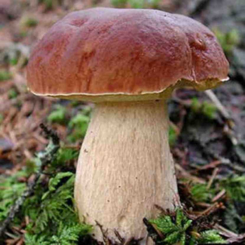 Боровик гриб: фото и описание, съедобные разновидности, отличие от белого