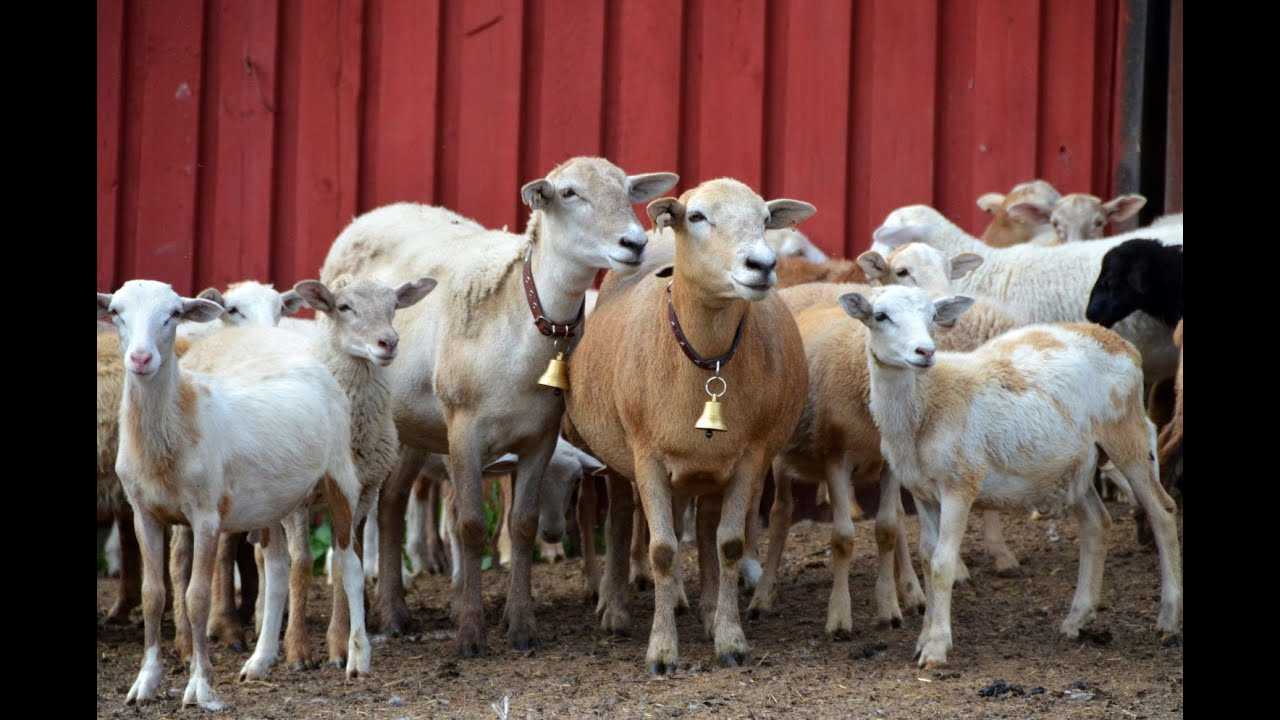 Гладкошерстные катумские овцы: описание, продуктивность, разведение в домашних условиях