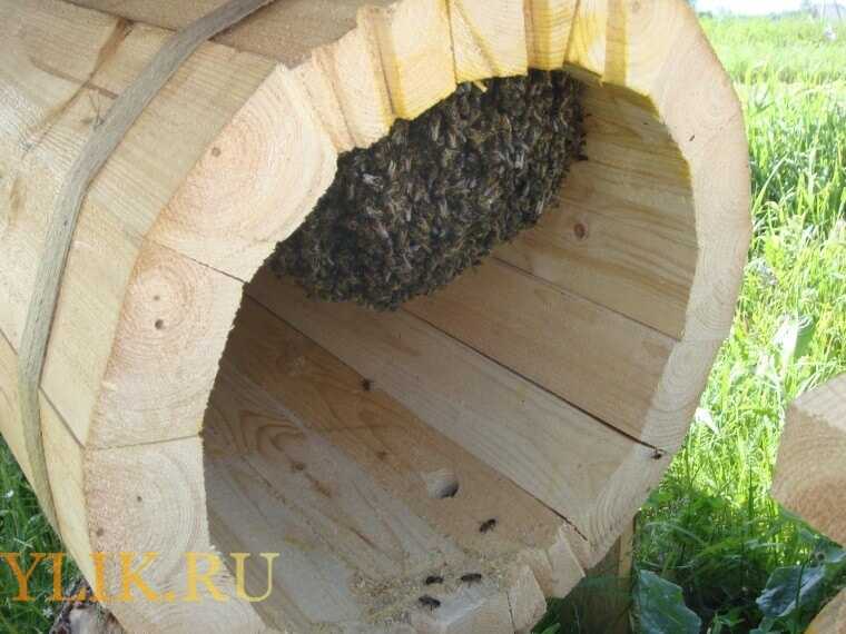 Колодное пчеловодство: технологии, преимущества, эффективность