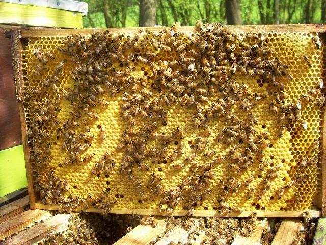 Свищевые и роевые маточники пчел: что это, перенос