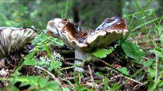 Подгруздок чернеющий - описание, где растет, ядовитость гриба