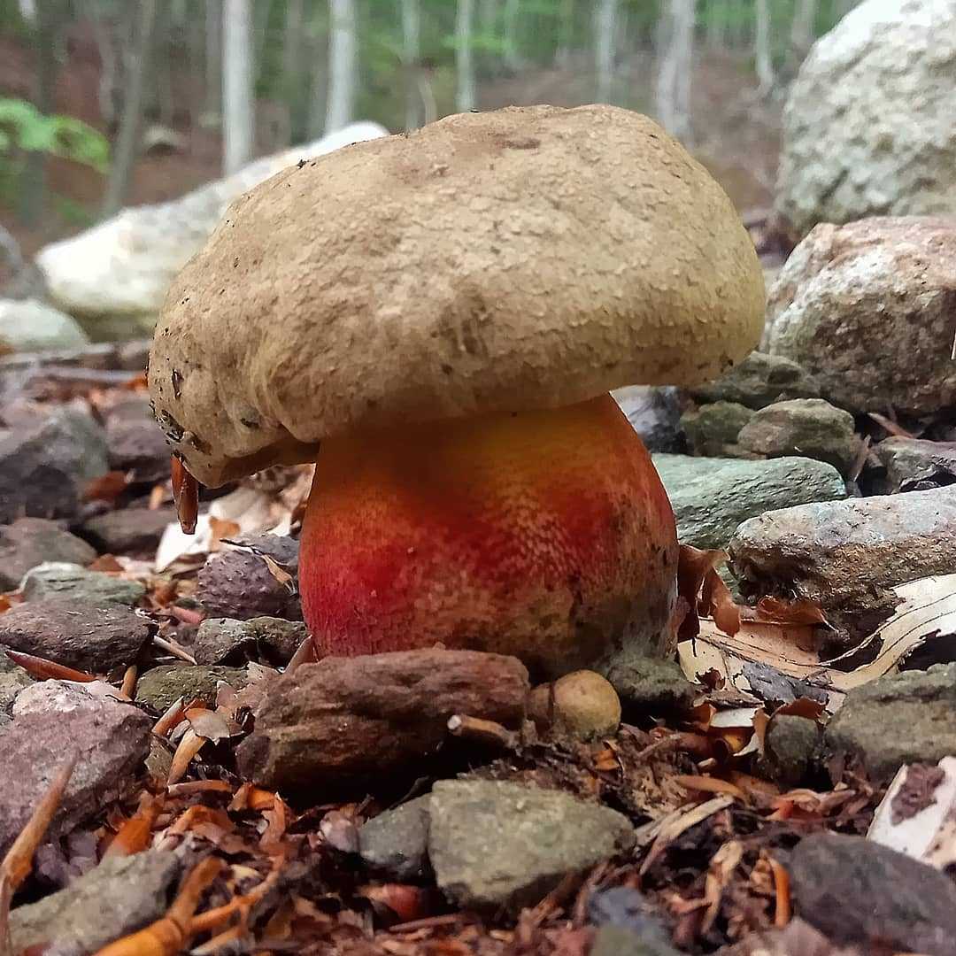 Болет бронзовый – редкий гриб