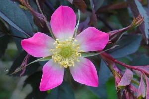 Алыча июльская роза: описание сорта, его преимущества и недостатки, рекомендации по выращиванию и защите от болезней и вредителей