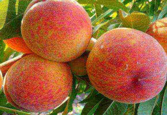 Персик киевский ранний — описание сорта и отзывы садоводов