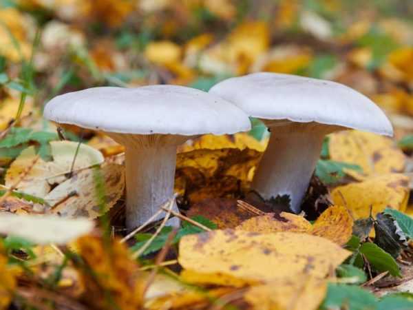 Рядовки и как выглядят съедобные грибы