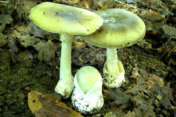 Съедобные грибы крыма: +19 фото и описание с названиями