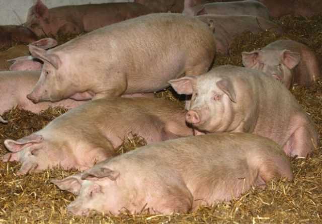 Симптомы и причины появления болезни ауески у свиней, методы лечения