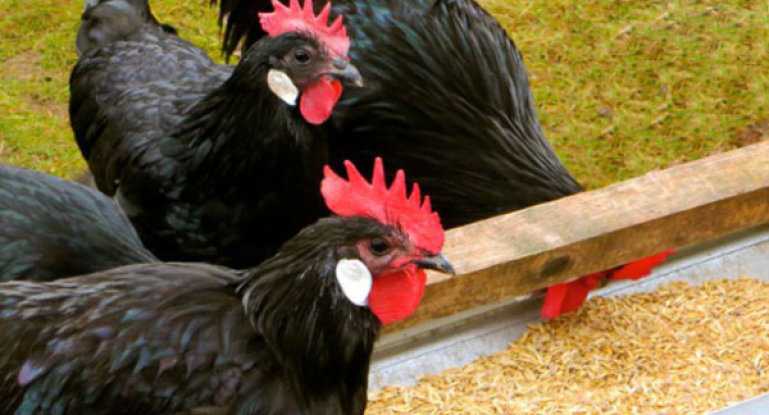 Голошейная порода кур – описание, фото, отзывы