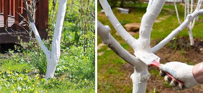 Как правильно побелить деревья в саду: описание, сроки (осенью, весной), составы, подготовка, инструменты | (фото & видео)
