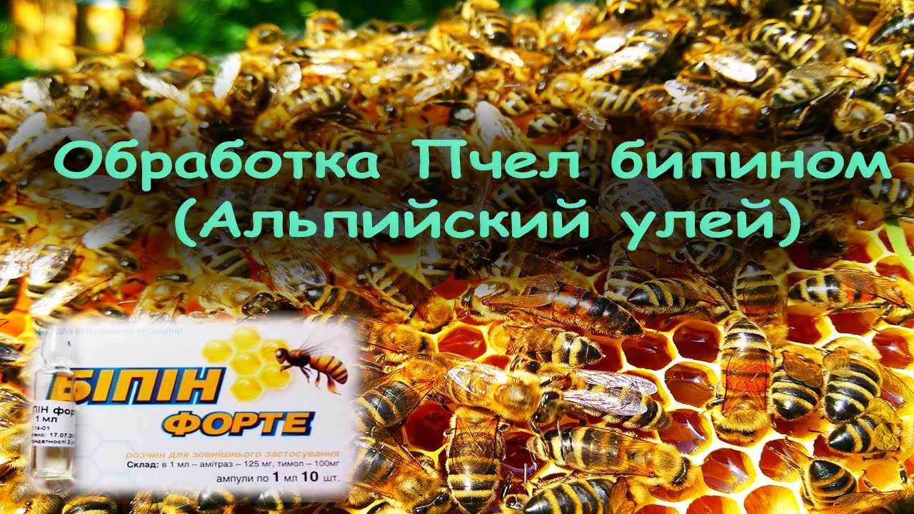 Сколько раз осенью можно обрабатывать пчёл бипином