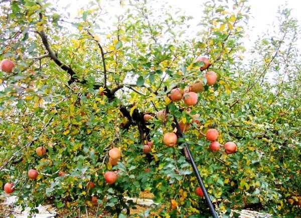 Яблоня мантет — описание сорта, посадка и уход