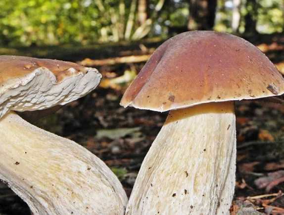Ложный белый гриб: фото и описание