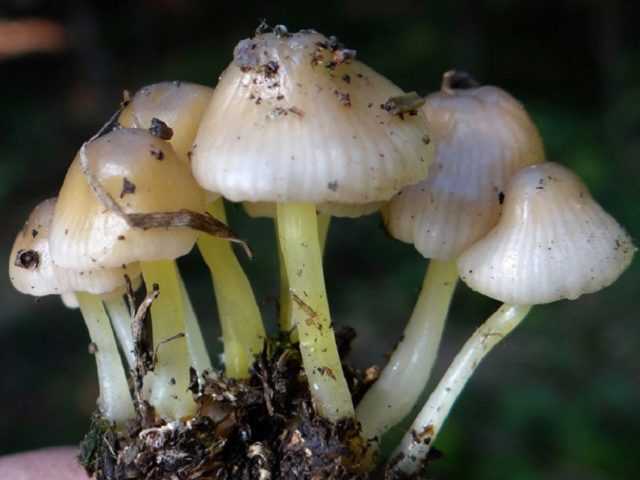 Мицена: виды и опасные свойства грибов | food and health