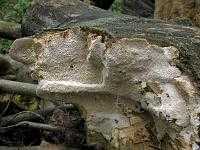 Цериопорус мягкий (датрония мягкая, cerioporus mollis): как выглядит, где и как растет, съедобный или нет