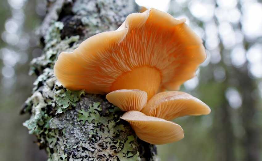 Гриб растет на пнях. названия и описание грибов растущих на пнях (+41 фото)