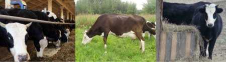 Ярославская (порода коров) — википедия. что такое ярославская (порода коров)