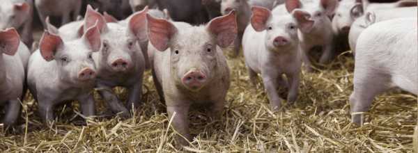 Читать книгу выращивание свиней в домашних условиях. уход и откорм николая демидова : онлайн чтение - страница 1