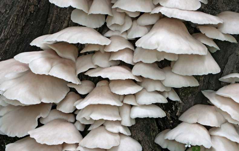Вешенка дубовая – редкий вид вешенок: фото гриба