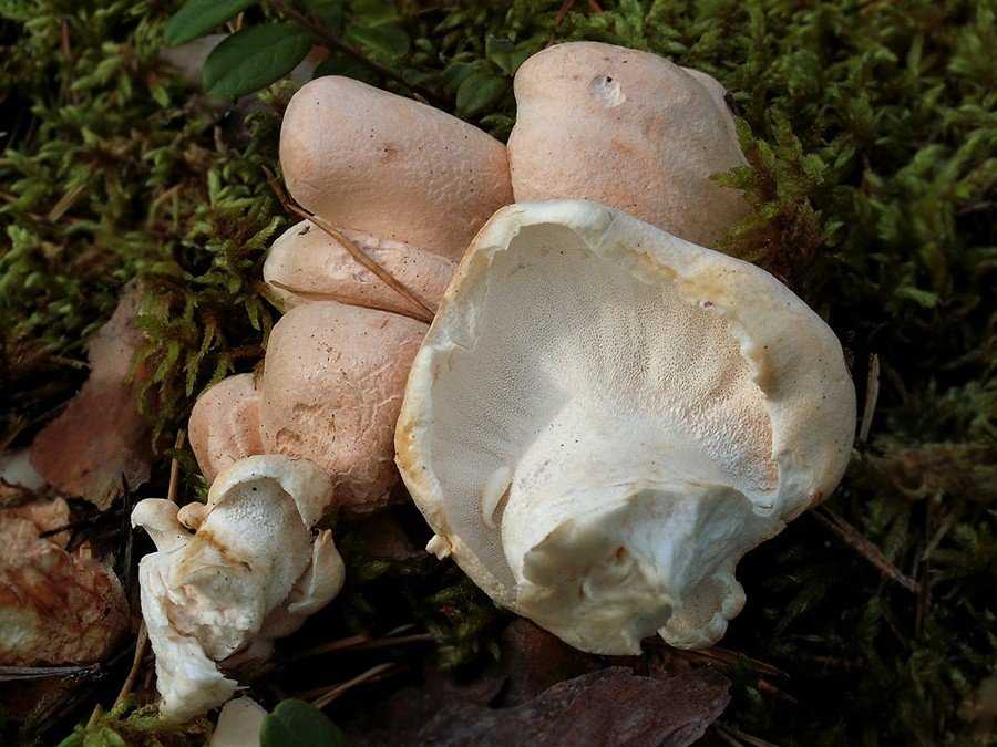 Описание редкого гриба: альбатреллус тянь-шаньский. Места и ареал произрастания. Как выглядит, съедобность, двойники. Как собрать и приготовить альбатреллус тянь-шаньский.