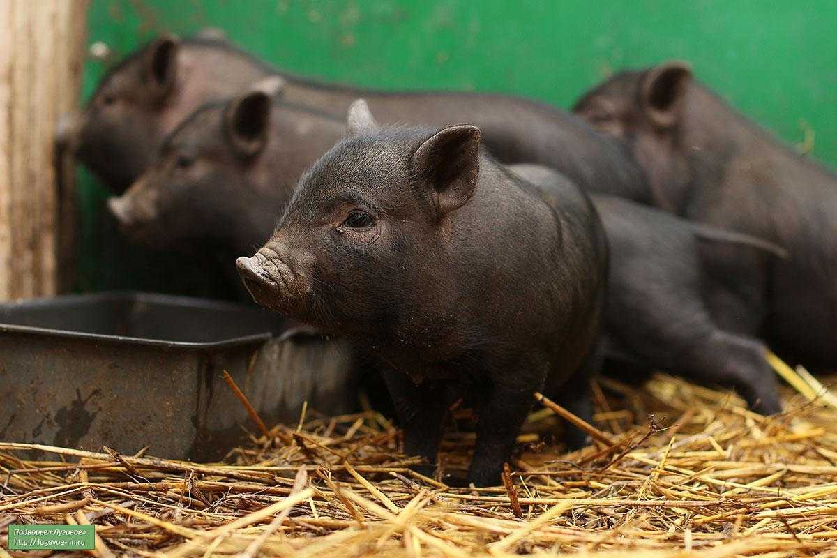 Биодобавки и стимуляторы роста для свиней: обзор, состав, применение и отзывы